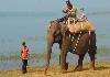 Meenakshi - Resort's Elephant